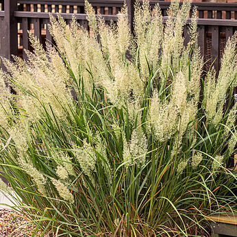 Calamagrostis brachytricha