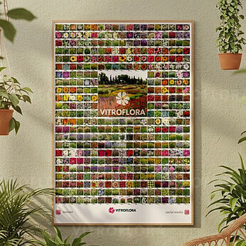 Plakat 98x138 Perennial Mix