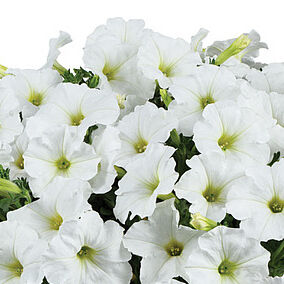 Capella White Imp.