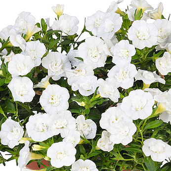 Aloha Double White