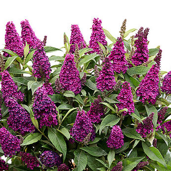 Butterfly Candy Little Magenta