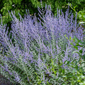 Russian Sage