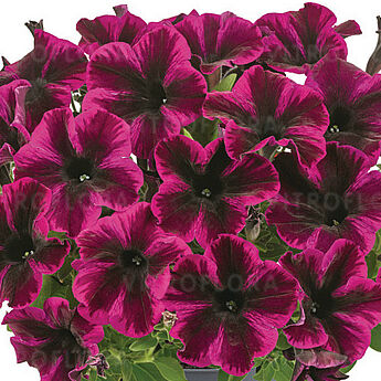Space Purple