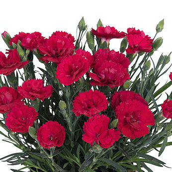 Rock Double Red