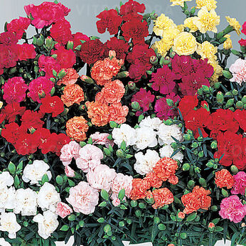 Lillipot Mix