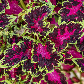 Raja Rose