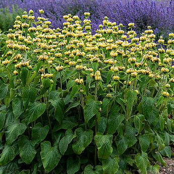 Phlomis russelliana