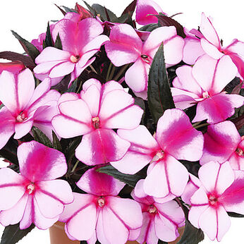 Magnum Violet Star
