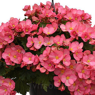 Dreams® Garden Macarose