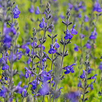 Salvia licioides