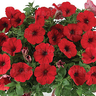 Capella Ruby Red Imp.