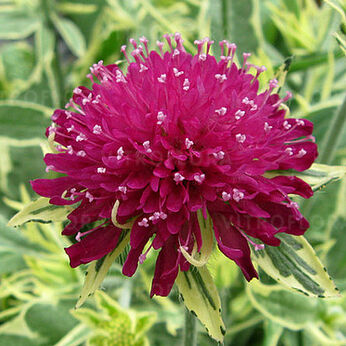 Knautia macedonica