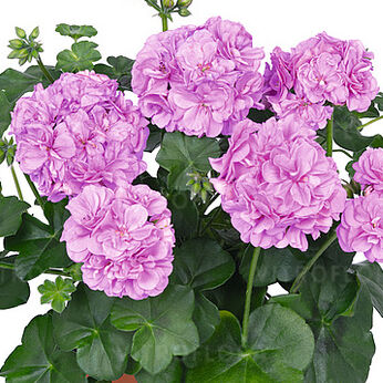 Great Balls of Fire™ Lavender 2024