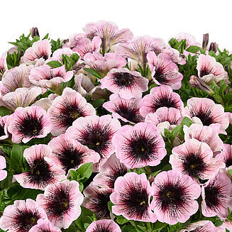 Capella Rose Ink