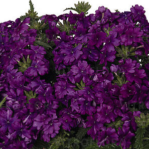Lindolena Purple
