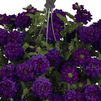 Empress™ Sun Violet