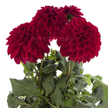 Labella® Grande Red