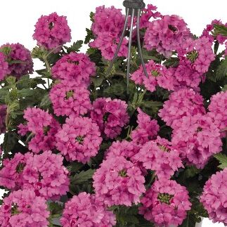 Empress™ Sun Pink
