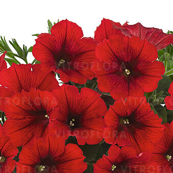 Potunia™ Red