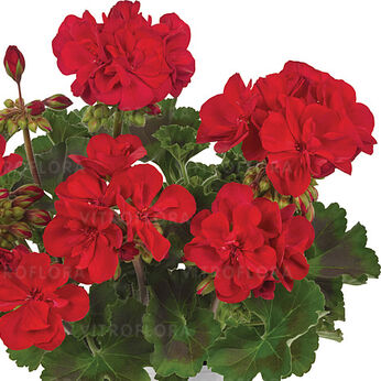 Trendix Dark Green True Dark Red
