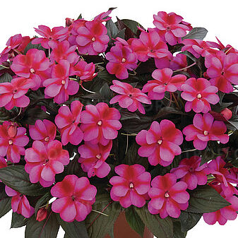 Harmony Fuchsia Cream