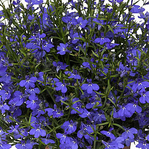Laguna Dark Blue