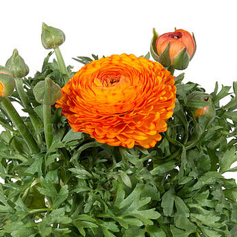 Sprinkles Dwarf Yellow-Orange