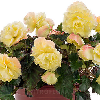 Fragrant Falls® Lemon