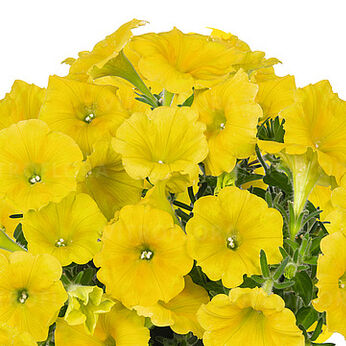 Potunia™ Canary Yellow
