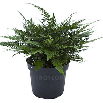 Polystichum biaristatum
