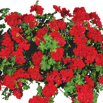 Temprano Bright Red