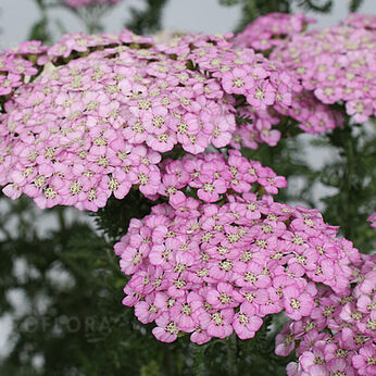Appleblossom