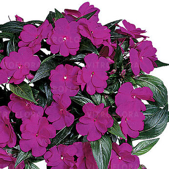 Harmony Violet