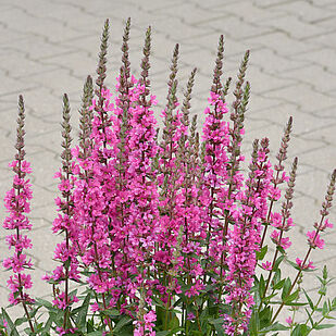 Pink Blush