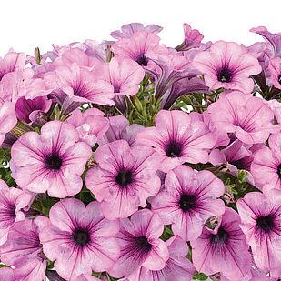 Capella Pink Lace