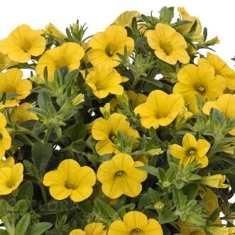 Aloha Kona Yellow