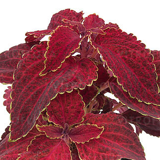 Fairway Red Velvet