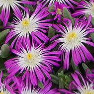 Solstice Violet