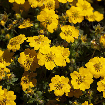 Potentilla aurea