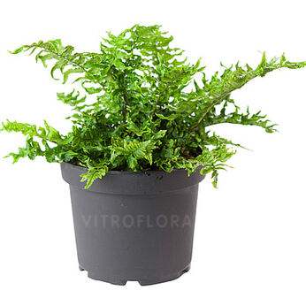 Dryopteris dickinsii Crispa