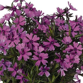Spring® Lilac
