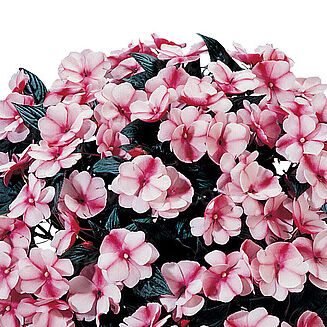Harmony Raspberry Cream