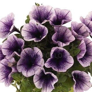 Potunia™ Blueberry Ice
