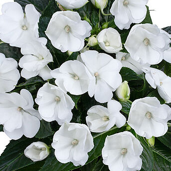 Magnum White