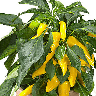 Pillar Peppers Galaxy Yellow