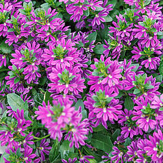 Surdiva Purple Impr.