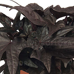 FloraMia Black