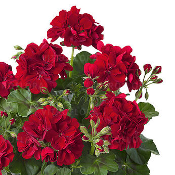 Sunflorix Dark Red