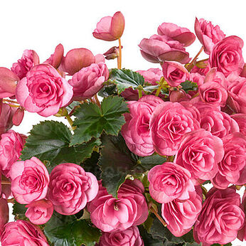 BK Collection Rhodee Pink