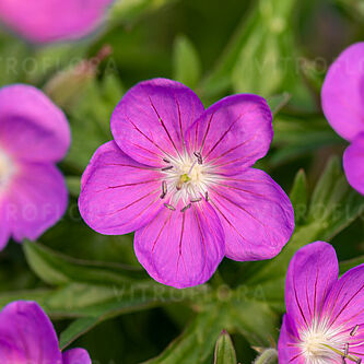 Kashmir Pink